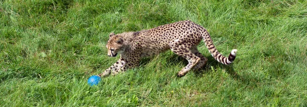 Cheetah Playing Feline Inhabiting Most Africa Part Middle East Cheetah — стоковое фото