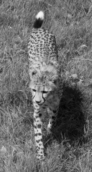 Cheetah Playing Feline Inhabiting Most Africa Part Middle East Cheetah — Fotografia de Stock
