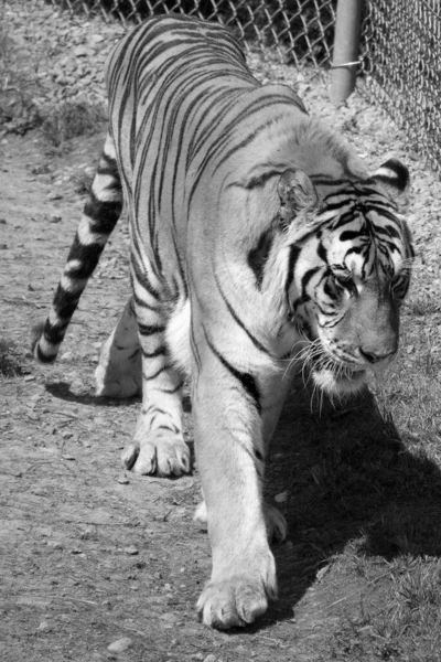 Белый Тигр Зоопарке — стоковое фото