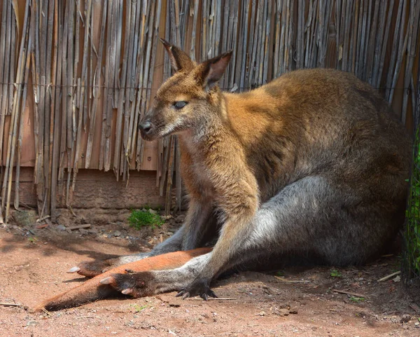 Canguro Marsupial Familia Macropodidae Macrópodos Que Significa Pie Grande —  Fotos de Stock