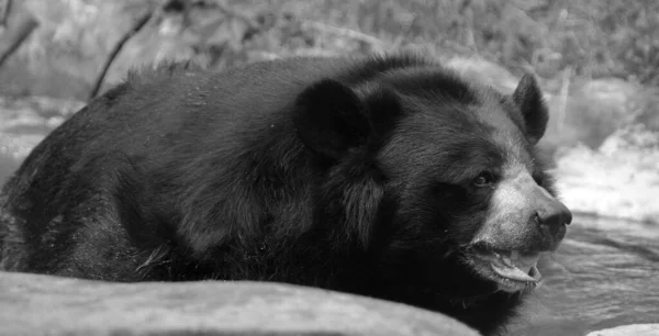 アジア産黒熊 アジア語 Ursus ThibetanusまたはSelenarctos Thibetanus アジア原産の中規模の熊種で 主に亜寒帯の生活に適応している — ストック写真