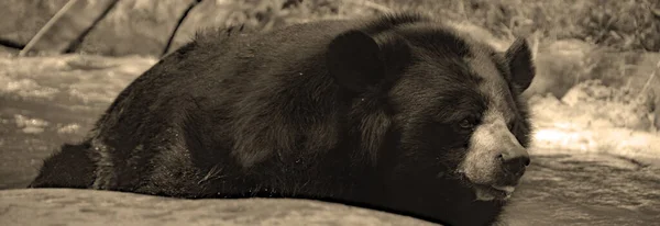 Asijský Medvěd Černý Ursus Thibetanus Nebo Selenarctos Thibetanus Také Medvěd — Stock fotografie