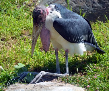 Leptoptilos crumeniferus, leylekgiller (Ciconiiidae) familyasından bir kuş türü. Sahra Çölü 'nün güneyindeki Afrika' da ürerler..