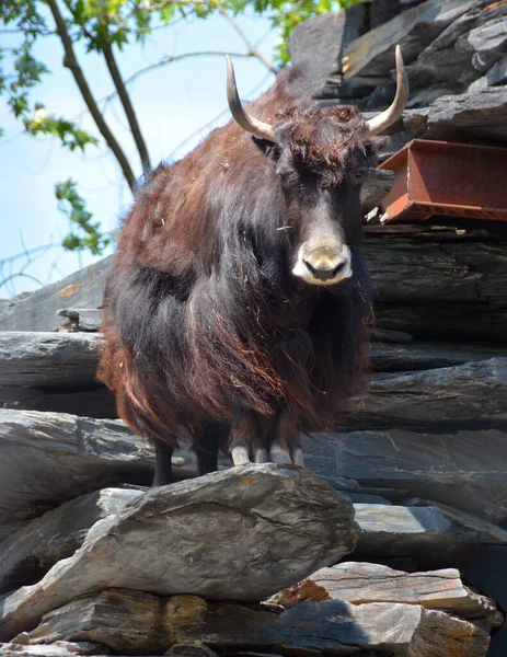 Der Yak Ist Ein Langhaariger Bovid Der Der Himalaya Region — Stockfoto