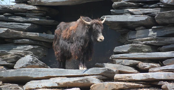 Yak Long Haired Bovid Found Throughout Himalayan Region South Central — Stock Photo, Image