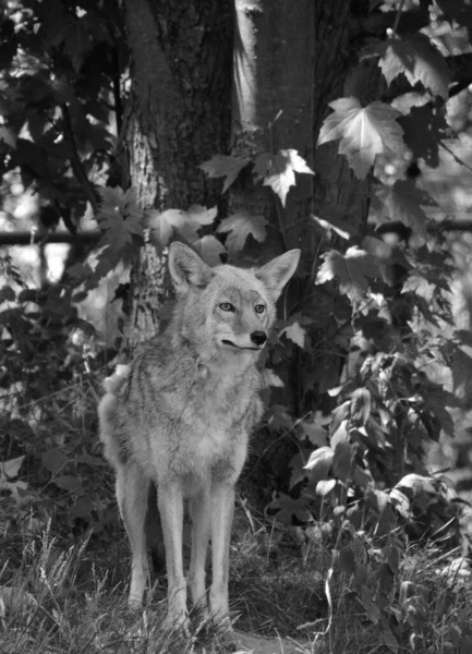 Der Kojote Auch Als Amerikanischer Schakal Bürstenwolf Oder Präriewolf Bekannt — Stockfoto