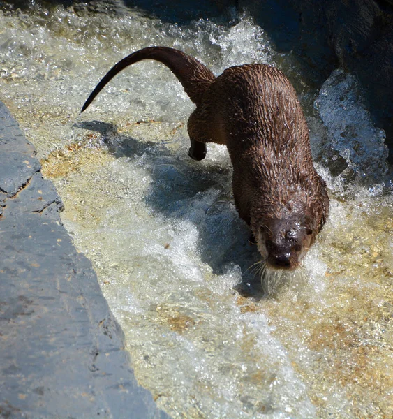 수달은 아과에 속하는 포유류 현존하는 수달은 동물이며 물고기와 무척추동물에 식사를 — 스톡 사진