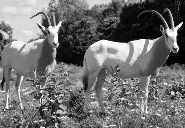 Аддакс Addax Nasomaculatus Известный Белый Антилопа Screwhorn Antelope Является Антилопой — стоковое фото