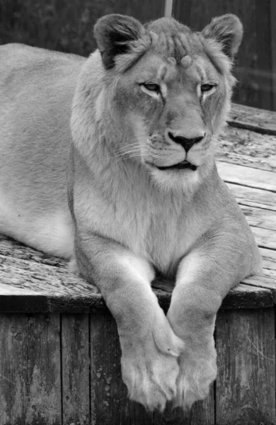 Lioness Close Black White — Stockfoto