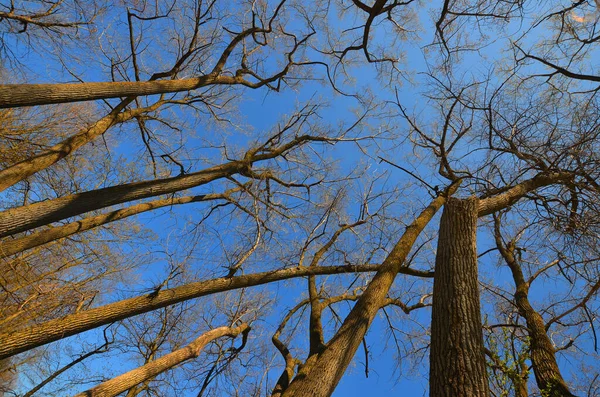 Осінні Голі Дерева Фоні Блакитного Неба — стокове фото