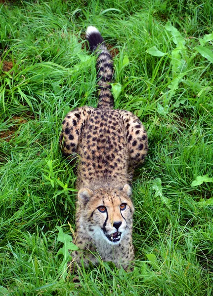 Cheetah Felino Gran Tamaño Que Habita Mayor Parte África Parte — Foto de Stock