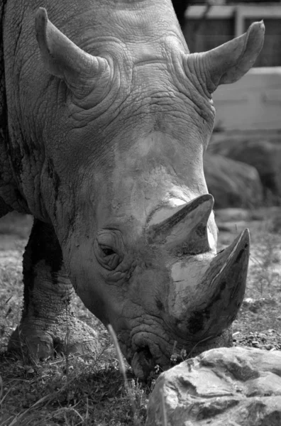 Rhinozeros Auch Als Nashorn Bekannt Ist Eine Gruppe Von Fünf — Stockfoto