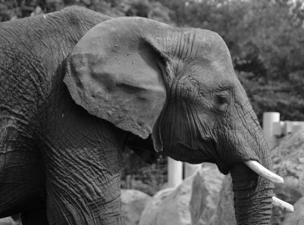 African Elephant Elephant Genus Loxodonta — Fotografia de Stock