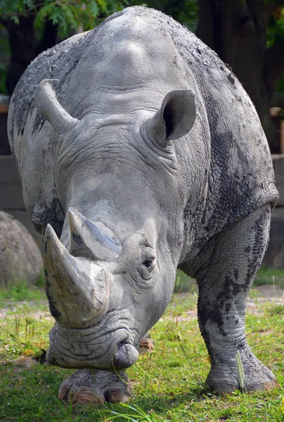 Rhinoceros Also Known Rhino Group Five Extant Species Odd Toed — 图库照片