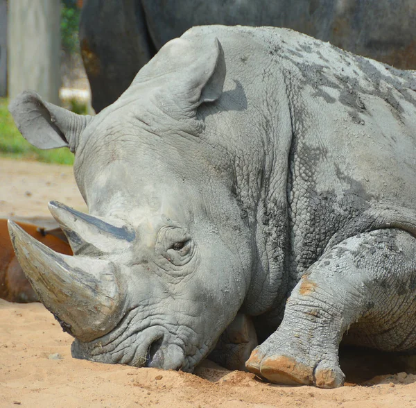 Rhinoceros Also Known Rhino Group Five Extant Species Odd Toed — Stockfoto