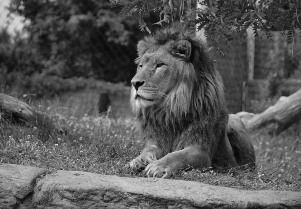 Close Male Lion Black White — Stockfoto