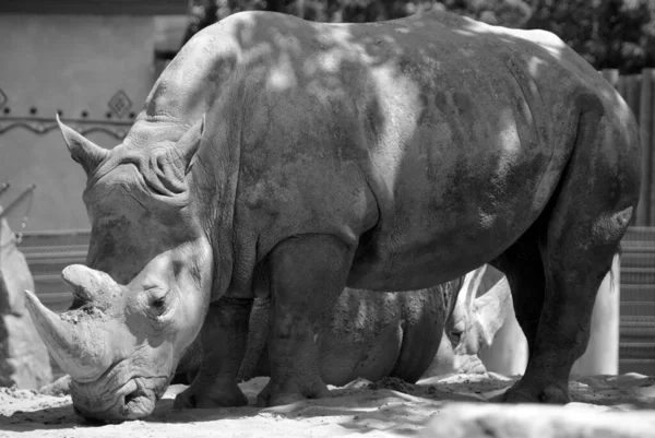 Rhinoceros Also Known Rhino Group Five Extant Species Odd Toed — Foto de Stock