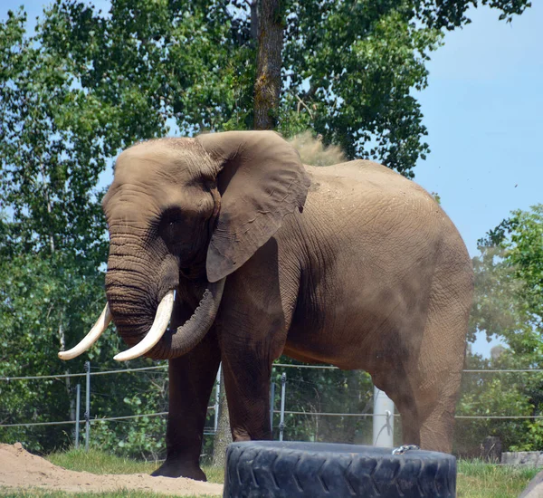 African Elephant Elephant Genus Loxodonta — Foto de Stock