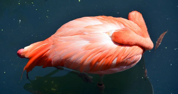 Rosafarbener Flamingo See — Stockfoto