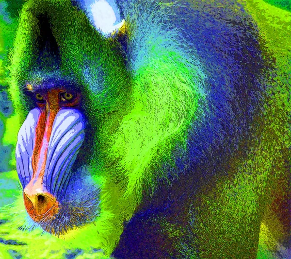 Mandrill Mandrillus Sphinx Egy Főemlős Régi Világ Jel Illusztráció Pop — Stock Fotó