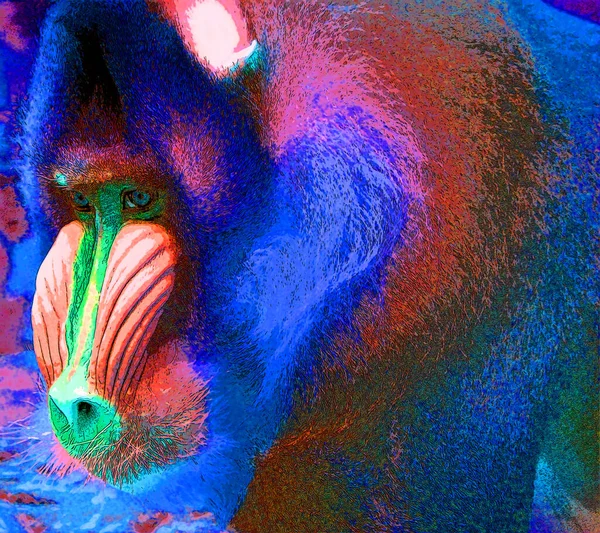 マンドリル マンドリルススフィンクス カラースポットを持つ旧世界のサインイラストポップアートの背景アイコンの霊長類です — ストック写真