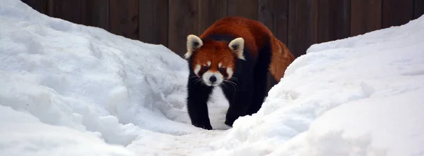 Close Shot Red Panda Zoo — Photo