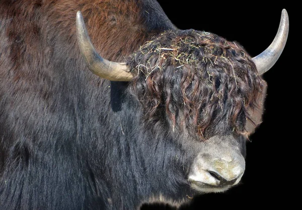 Close Shot Buffalo Wild — Stok fotoğraf