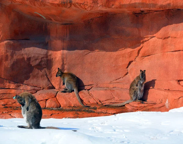Inverno Wallaby Qualquer Animal Pertencente Família Macropodidae Que Menor Que — Fotografia de Stock