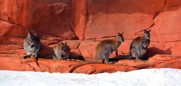 Inverno Wallaby Qualquer Animal Pertencente Família Macropodidae Que Menor Que — Fotografia de Stock