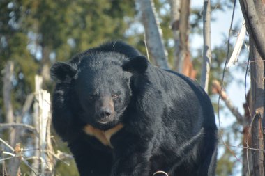 Asya kara ayısı (Ursus thibetanus veya Selenarctos thibetanus), Asya 'da yaşayan ve büyük ölçüde ağaç yaşamına adapte olmuş orta büyüklükte bir ayı türüdür.