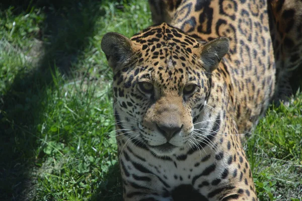 Leopardo Amur Una Subespecie Leopardo Originaria Región Primorye Sudeste Rusia — Foto de Stock