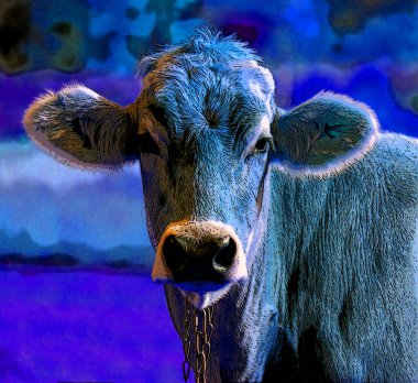 portrait of cute calf, pop-art background icon with vivid color spots