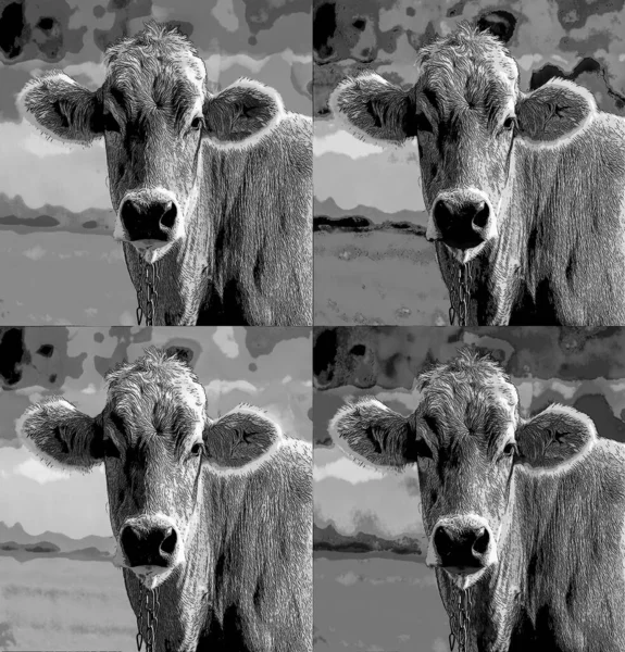 ポップアート牛のアイコンとカラースポット — ストック写真
