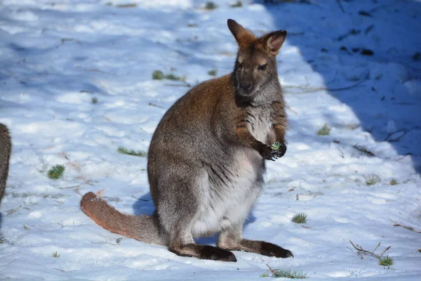 Inverno Wallaby Qualquer Animal Pertencente Família Macropodidae Que Menor Que — Fotografia de Stock