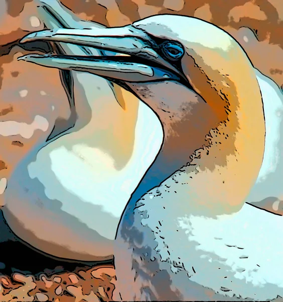 Northern Gannets Teken Illustratie Pop Art Achtergrond Pictogram Met Donkere — Stockfoto
