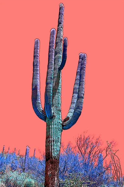 Saguaro Castus Arizona Usa Sign Illustration Pop Art Background Icon — Φωτογραφία Αρχείου