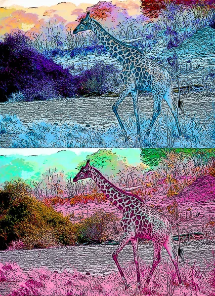 Zürafa Çizimi Pop Art Geçmişi — Stok fotoğraf