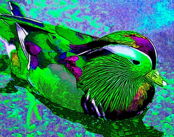 Мандаринська Качка Mandarin Duck Вид Сидячих Качок Родом Східної Палеарктики — стокове фото