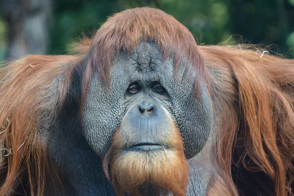 Los Orangutanes Orangutanes Orangutanes Orangutanes Son Las Dos Especies Exclusivamente — Foto de Stock