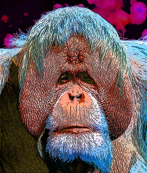 Orangutans Sign Illustration Pop Art Background Icon Vivid Color Spots — стоковое фото