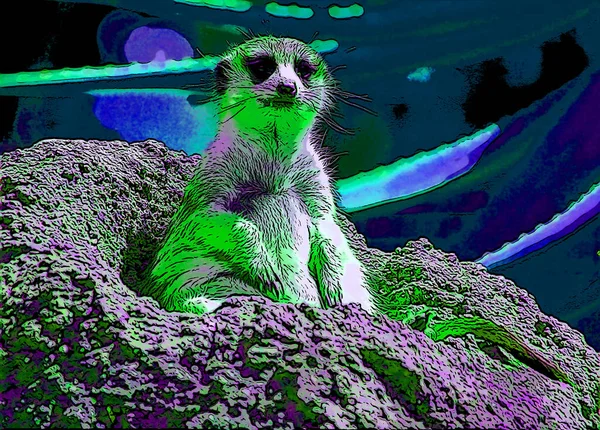 Meerkat Suricate Sign Illustration Pop Art Background Icon Vivid Color — Fotografia de Stock