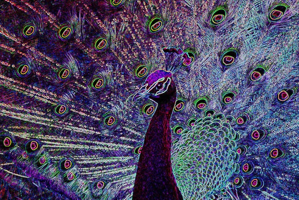 Beautiful Peacock Illustration Pop Art Background Icon Color Spots — Stockfoto