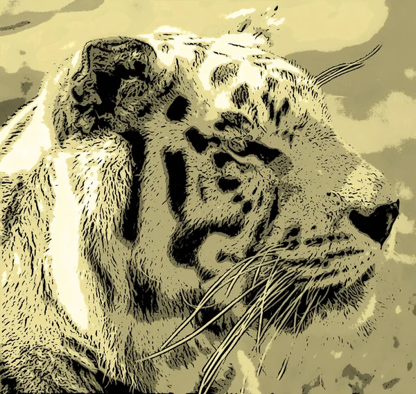 Тигр Ілюстрація Поп Арт Фон — стокове фото