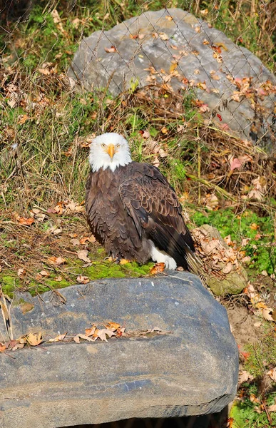 The golden eagle (Aquila chrysaetos) is one of the best-known birds of prey in the Northern Hemisphere. It is the most widely distributed species of eagle