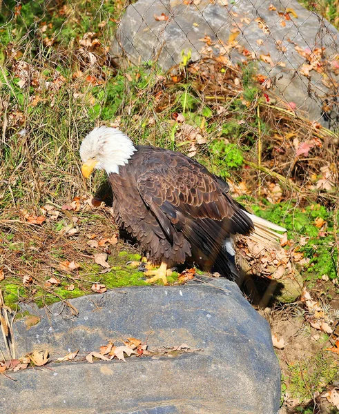 The golden eagle (Aquila chrysaetos) is one of the best-known birds of prey in the Northern Hemisphere. It is the most widely distributed species of eagle