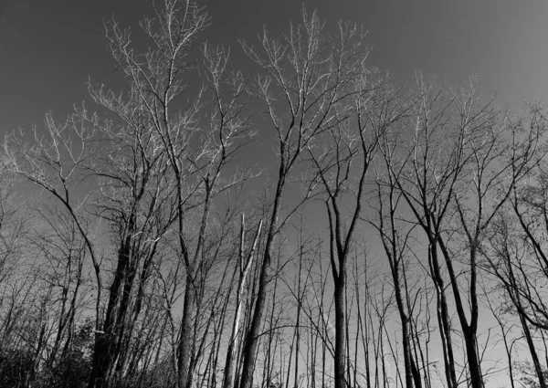 Gałęzie Drzew Lesie — Zdjęcie stockowe