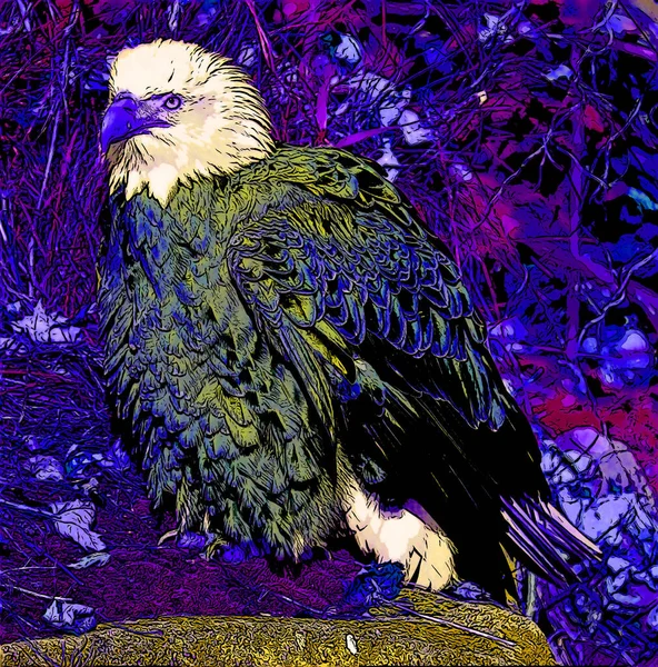 bald eagle illustration pop-art background