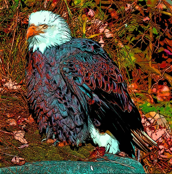 Bald Eagle Illustration Pop Art Background — 图库照片