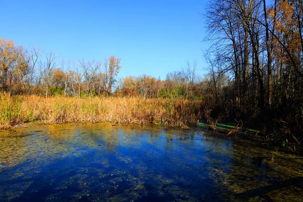 Beautiful Landscape River Forest Royalty Free Stock Photos