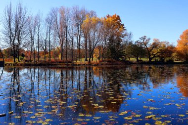 scenic shot of beautiful autumnal landscape in park